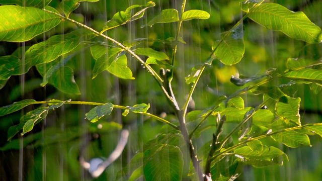 Por dentro do Parque das Árvores Ep 01